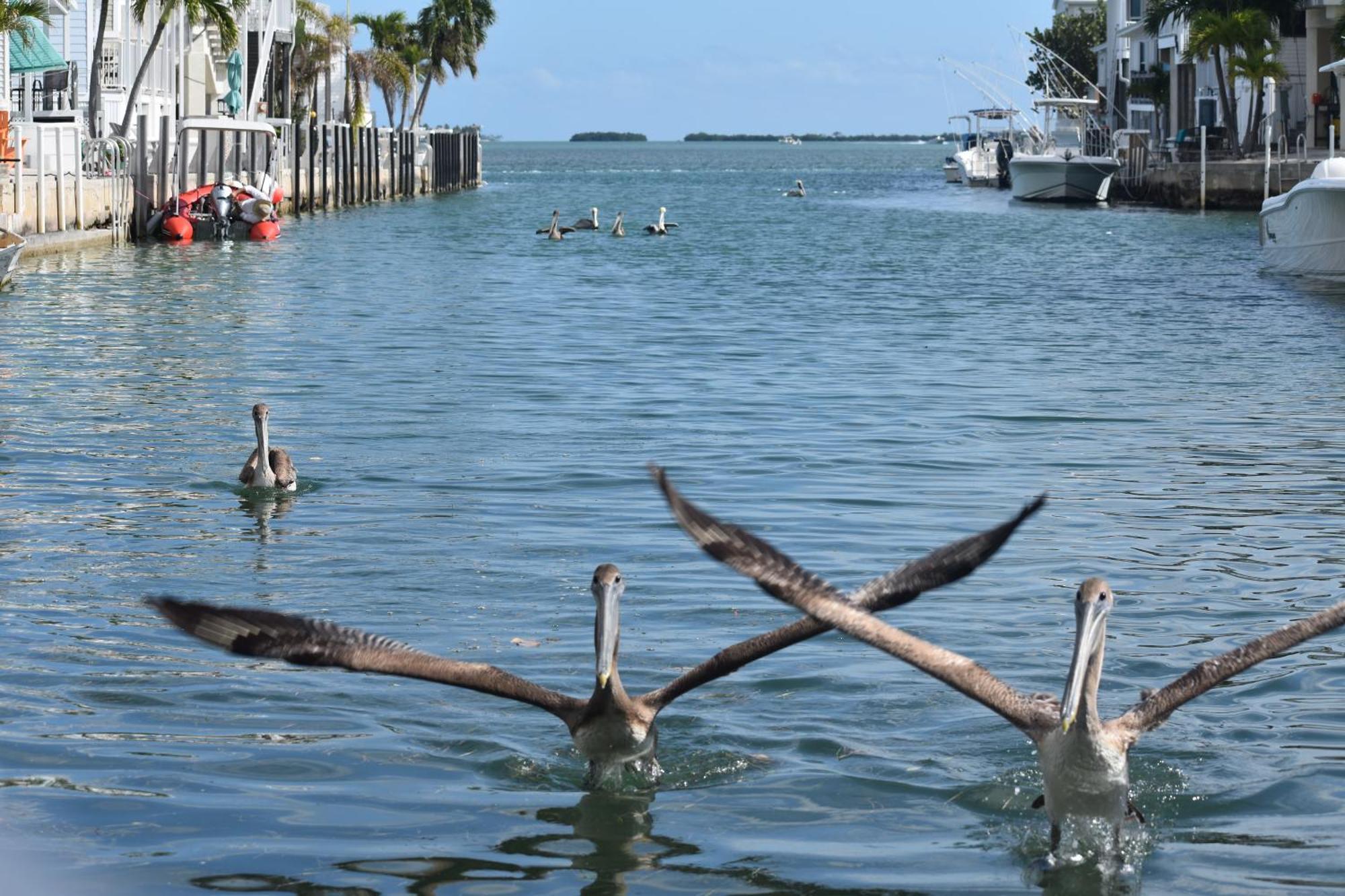 Pelican'S Roost, Waterfront Comfort At Venture Out Cudjoe Key 外观 照片