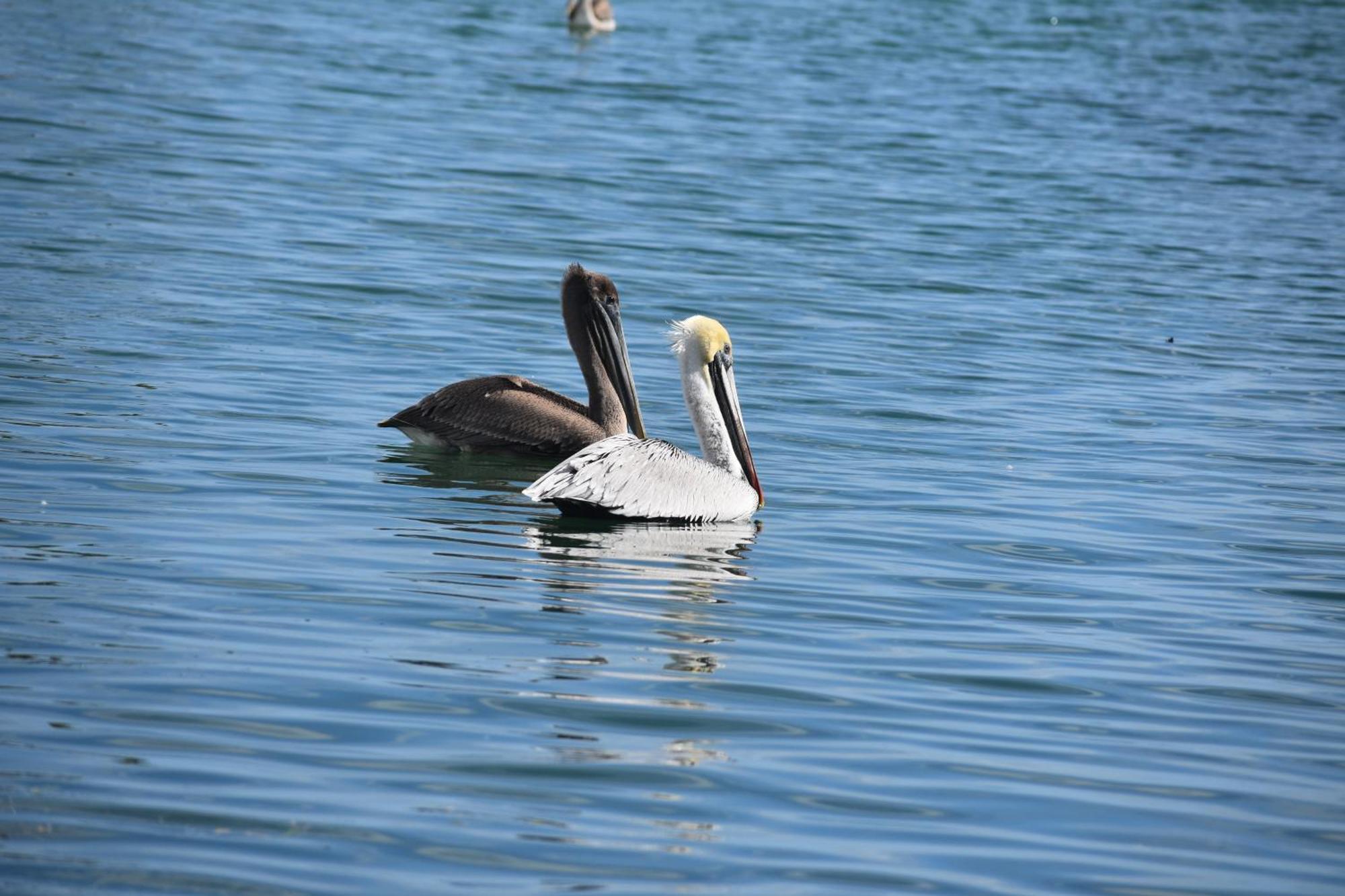 Pelican'S Roost, Waterfront Comfort At Venture Out Cudjoe Key 外观 照片