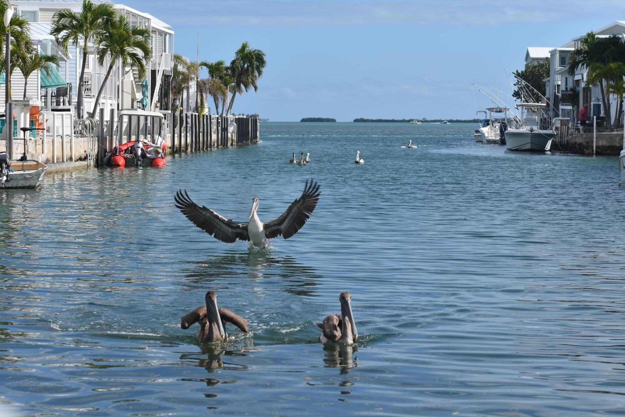 Pelican'S Roost, Waterfront Comfort At Venture Out Cudjoe Key 外观 照片